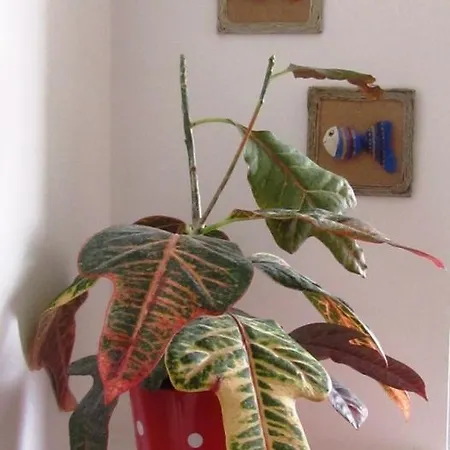 Apartment Matulic